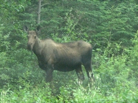 Moose